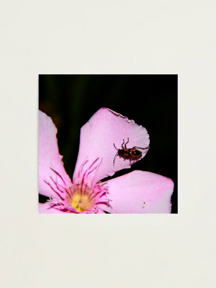 Alternate view of Milkweed Bug Photographic Print