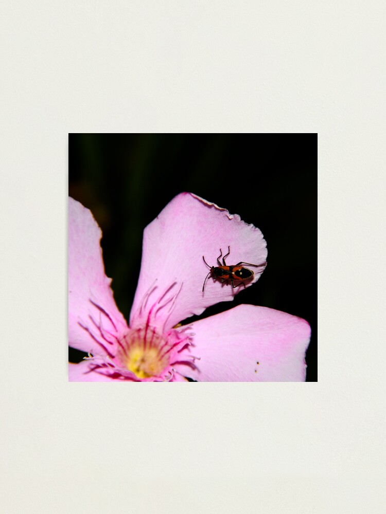 Alternate view of Milkweed Bug Photographic Print