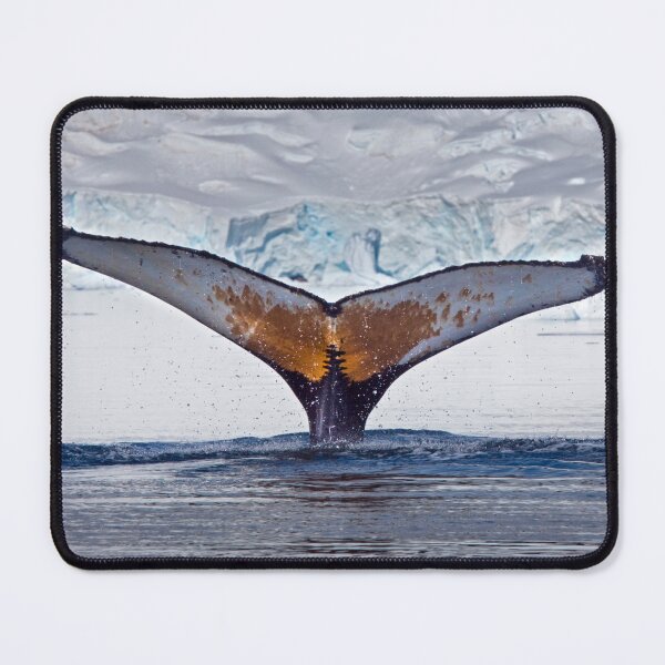 Item preview, Having a Whale of a Time (Humpback Whale, Paradise Bay, Antarctic Peninsula) designed and sold by Krys Bailey.