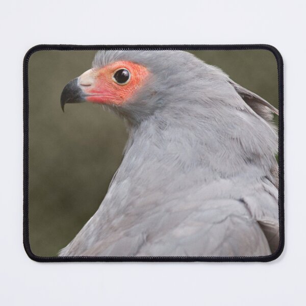 Item preview, Harrier Hawk designed and sold by Krys Bailey.