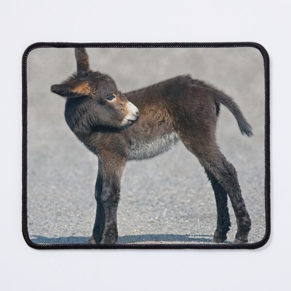 Item preview, Baby Donkey designed and sold by Krys Bailey.