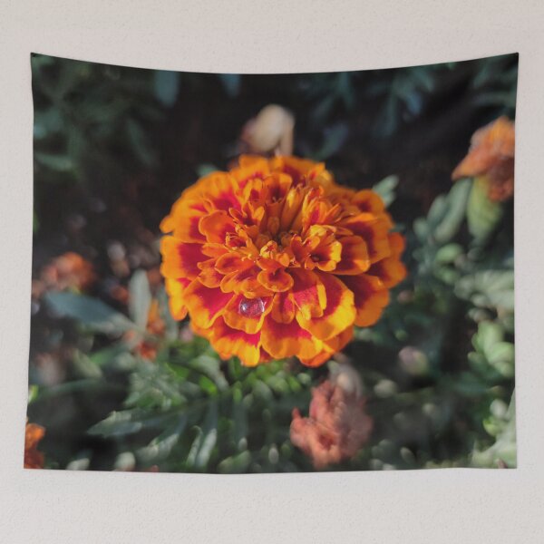 Item preview, Last blooming marigold with a drop of dew designed and sold by tshuki.