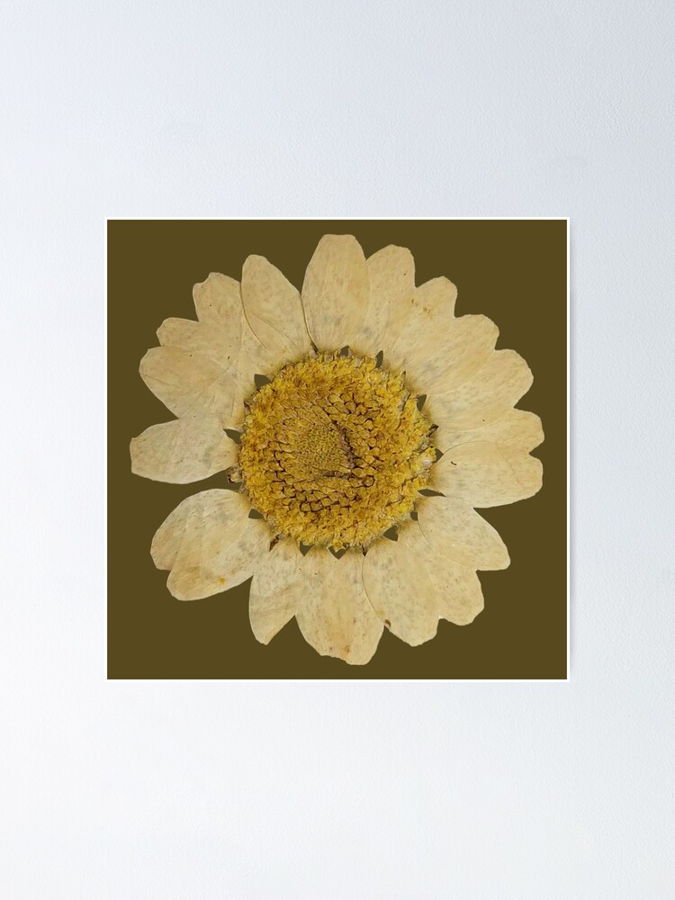 Dried Daisies Poster - Dried flowers 