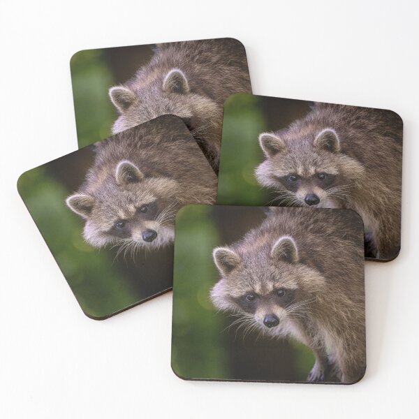 Item preview, Racoon going down a tree designed and sold by FluffSciPhoto.