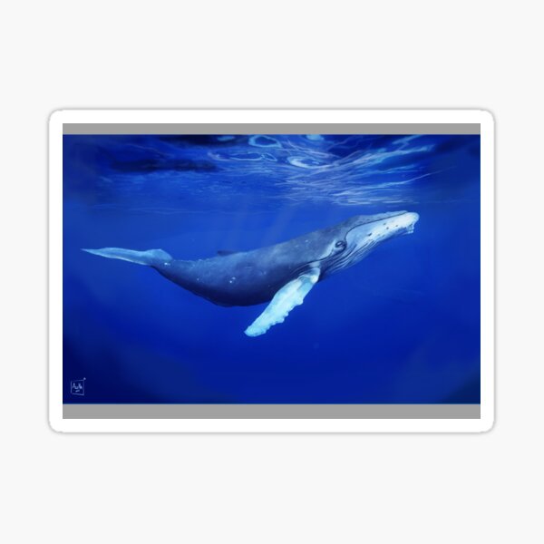 "humpback Whale" Sticker For Sale By AlessandrArt | Redbubble