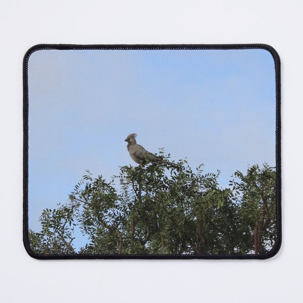 Item preview, Grey Go-away Bird designed and sold by FeralMinds.