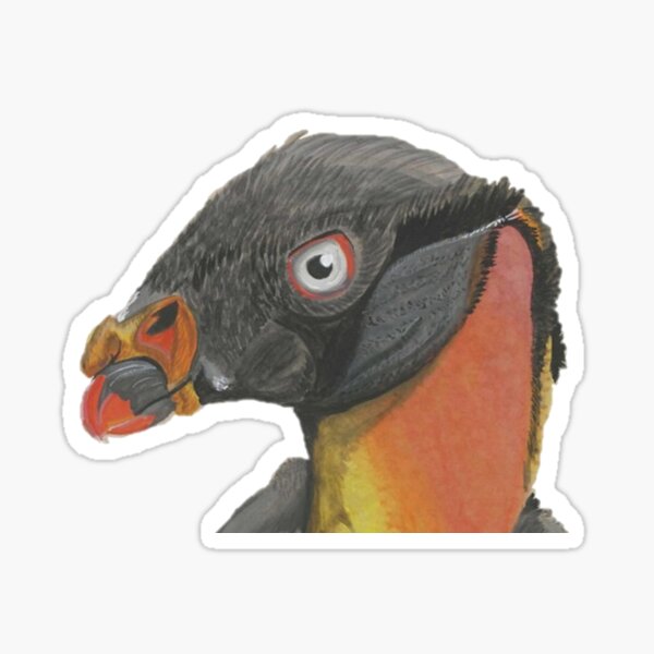 Stock photo of Head portrait of King vulture (Sarcoramphus papa) calling in  the rain. Available for sale on