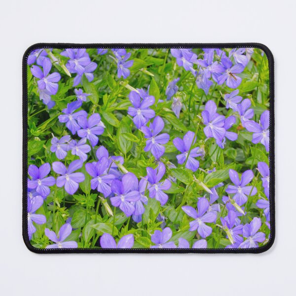Item preview, Viola Cornuta - Horned Pansy - Kew Gardens - English Gardens designed and sold by LucaRocchini.