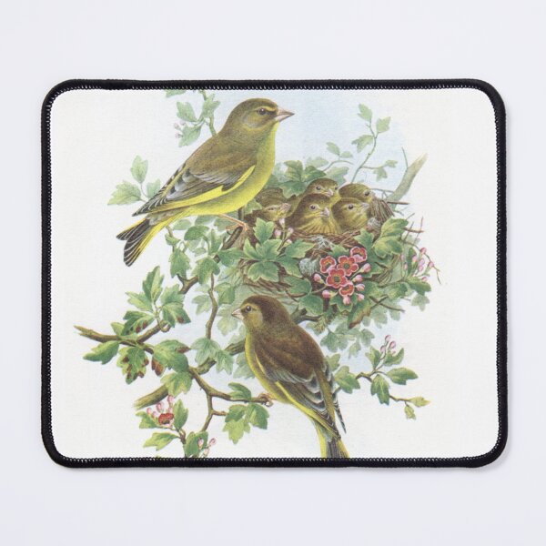 Item preview, Pair of Greenfinch at nest. John Gould's Birds.. designed and sold by mindwarp2000.