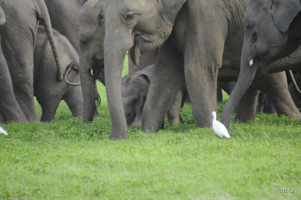 "Heard of Elephants" by matsta Redbubble