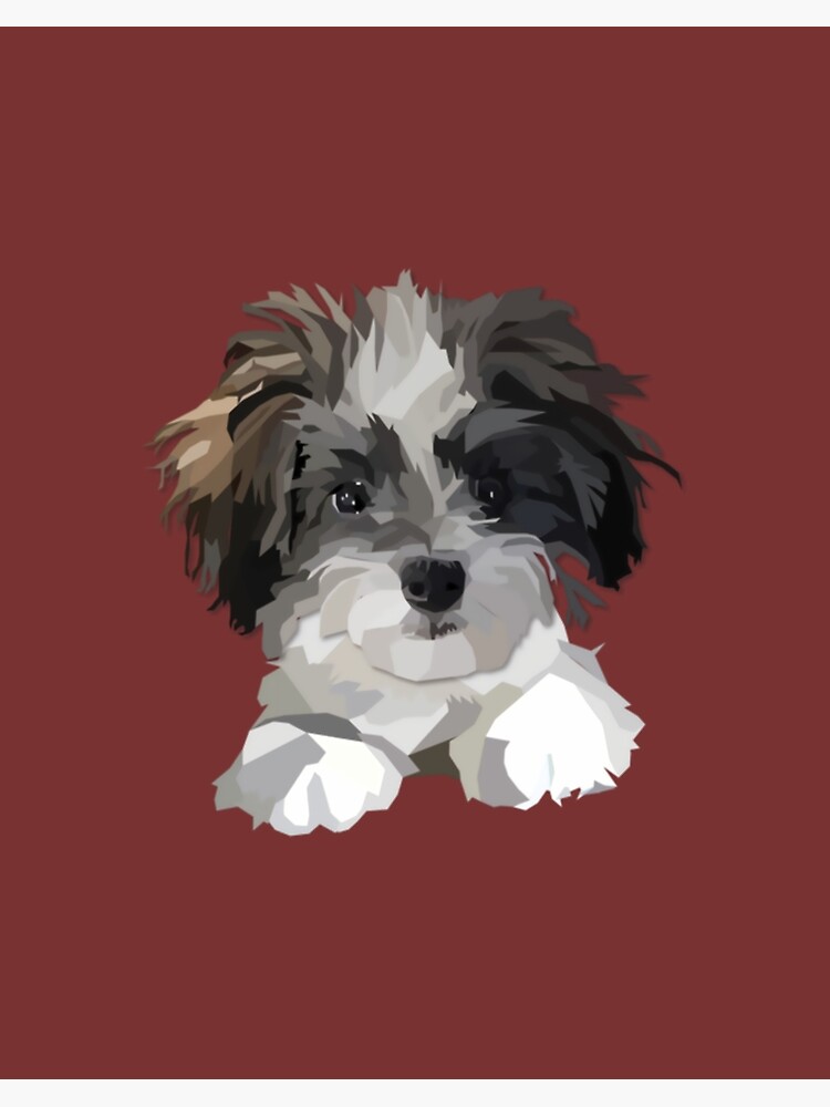 Maltese cavachon sales