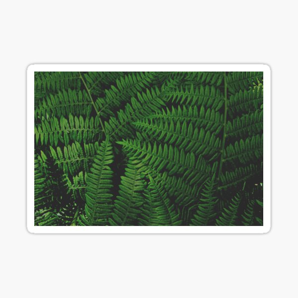 Item preview, Pacific Northwest Sword Ferns Digital Art designed and sold by HRWeirdArt.