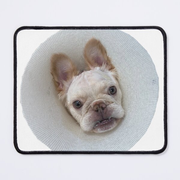 Item preview, Dinky Cone of Shame designed and sold by pheebert23.