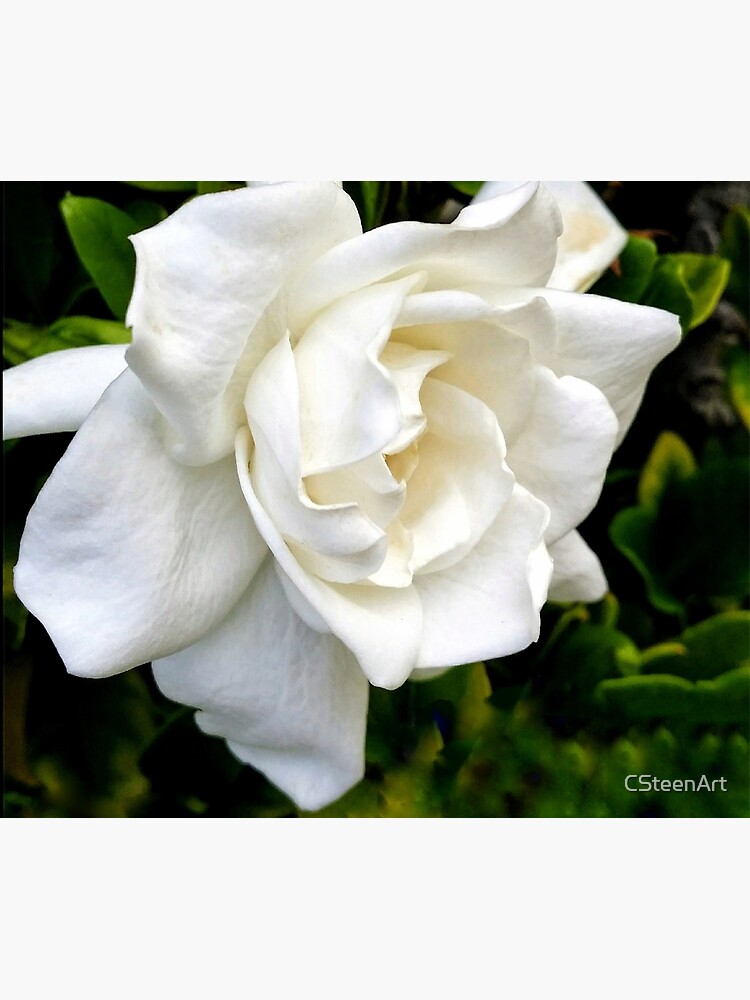 Disover Portrait of a Gardenia DPSS20170520a Tapestry
