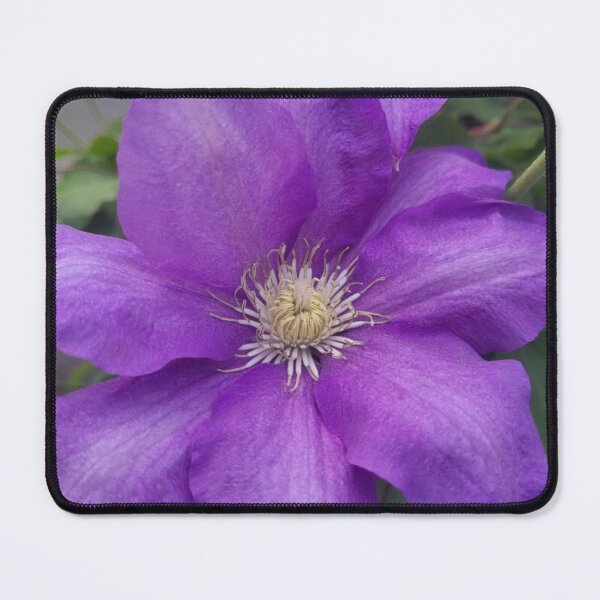 Item preview, Purple Clematis flower Blossom designed and sold by artbymurray.