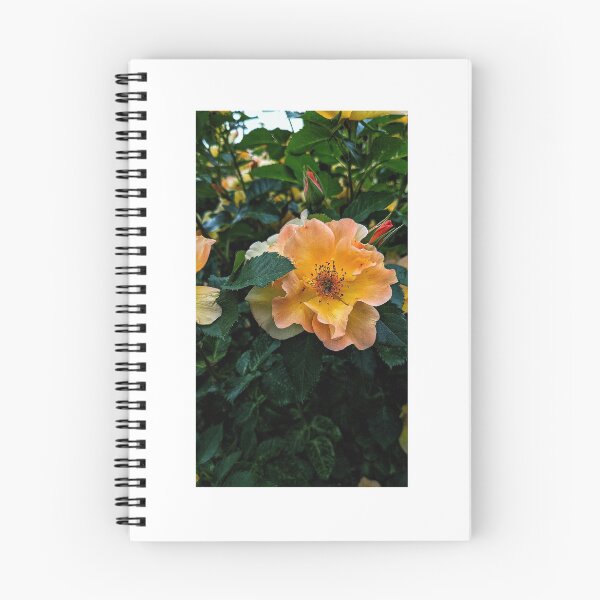 Item preview, Sunset Rose designed and sold by HoneyedBrie.
