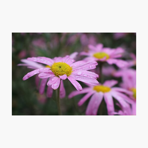 Chrysanthemums ‘Clara Curtis’ Photographic Print
