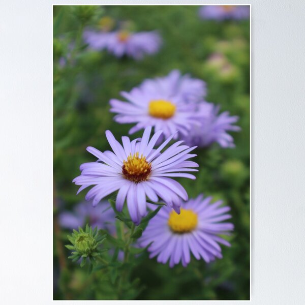 Item preview, Asters designed and sold by It's All Malarkey.