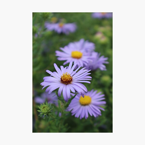Item preview, Asters designed and sold by It's All Malarkey.