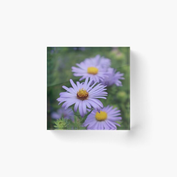 Item preview, Asters designed and sold by It's All Malarkey.