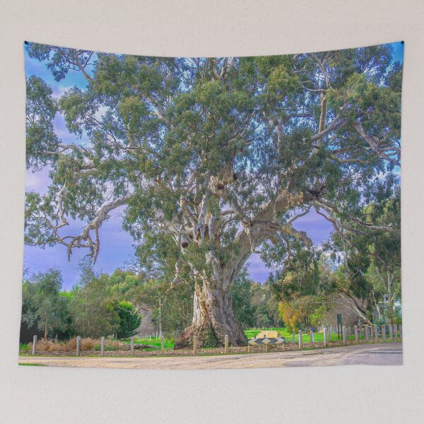 Item preview, The Big Old Red Gum Tree in Guildford, Victoria designed and sold by Steven Jodoin.