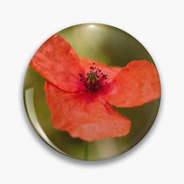Item preview, The Shy Poppy. Theologos. Thassos 2023 69 designed and sold by Jouko Lehto Photography.