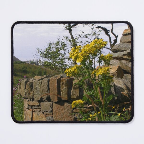 Item preview, Ragwort And Stone Wall - Nr. Stornoway, Isle of Lewis designed and sold by lezvee.