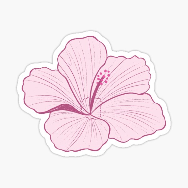 Hibiscus Flowers in Hawaii in Magenta and Pink Sticker
