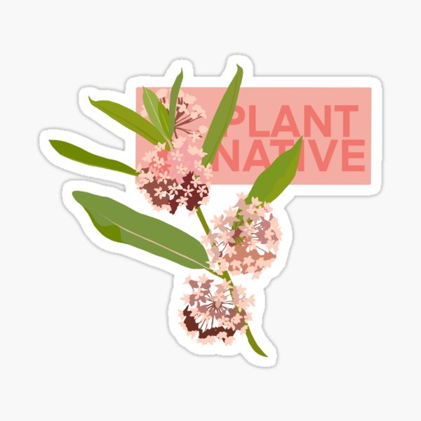 Item preview, Milkweed Plant Native Botanical Illustration designed and sold by Furkid Studio.