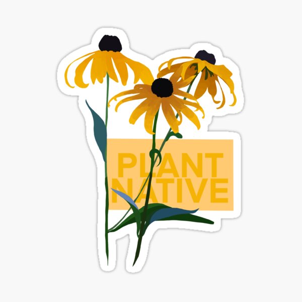 Item preview, Black-Eyed Susan Plant Native Botanical Illustration designed and sold by Furkid Studio.