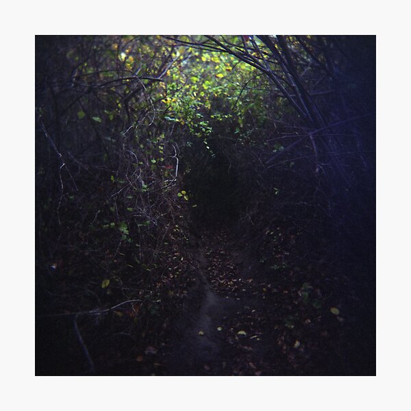 The Dark Thicket of Life Photographic Print