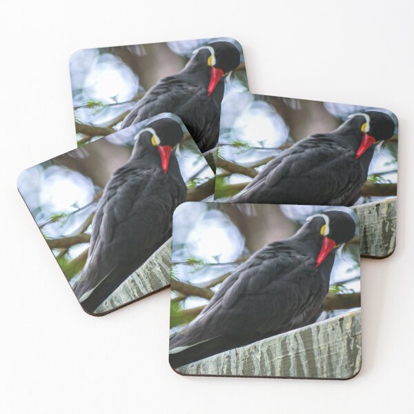 Item preview, Inca Tern Brid Bro designed and sold by Misfit-Photo.