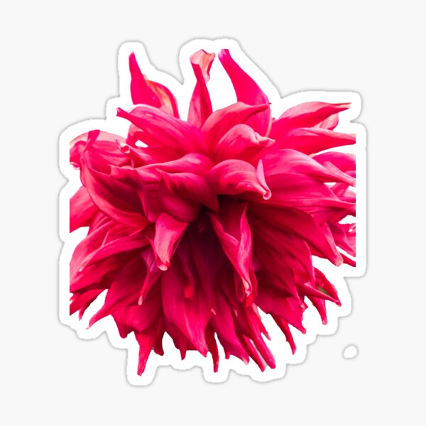 Zippy Dee - Pink Flower that's a bit artsy Sticker
