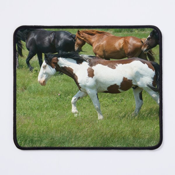 Item preview, A Paint and its Mates on the Move designed and sold by Vivar Photo.