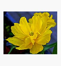 Yellow Tulip..... Photographic Print