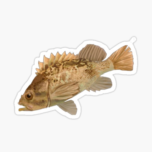 Item preview, Kelp Rockfish - Sebastes atrovirens designed and sold by KelpyKreations.