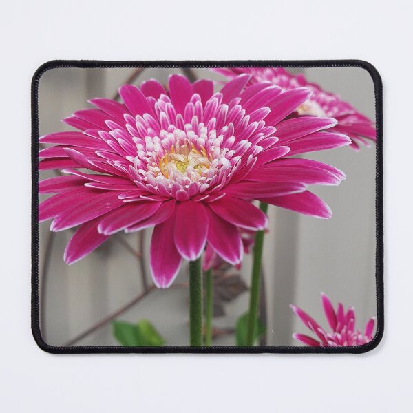 Item preview, Pink Gerberas designed and sold by Claire L Page Photography.