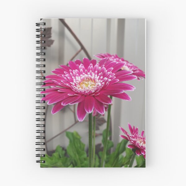 Item preview, Pink Gerberas designed and sold by Claire L Page Photography.