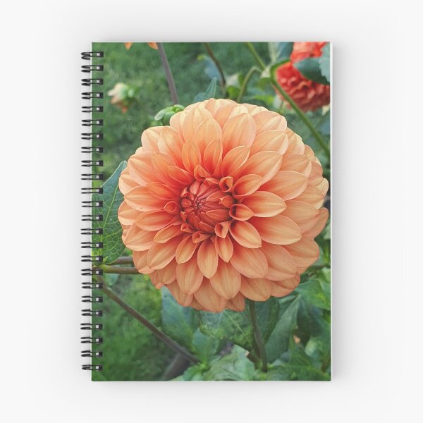 Item preview, Orange Dahlia designed and sold by Claire L Page Photography.