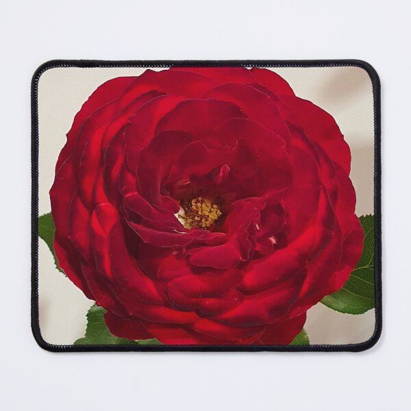 Item preview, Red Rose designed and sold by Claire L Page Photography.