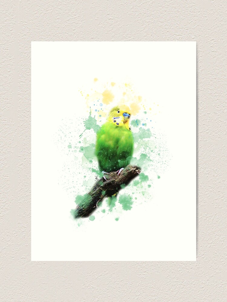 watercolour budgie