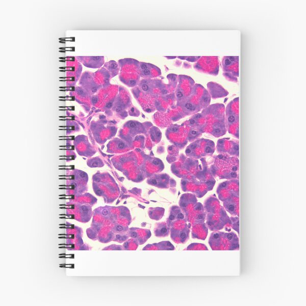 Item preview, Pancreas designed and sold by Love Histology.