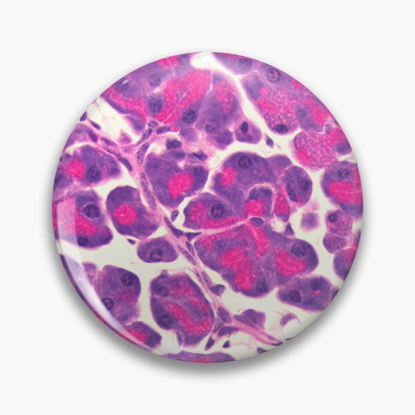 Item preview, Pancreas designed and sold by Love Histology.