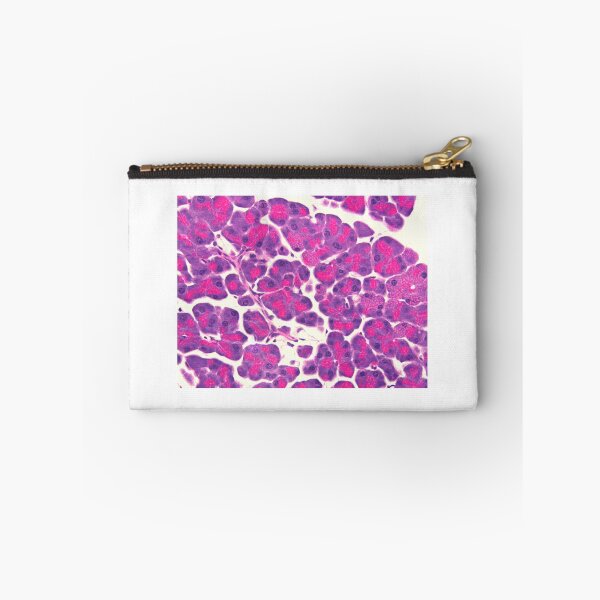 Item preview, Pancreas designed and sold by Love Histology.