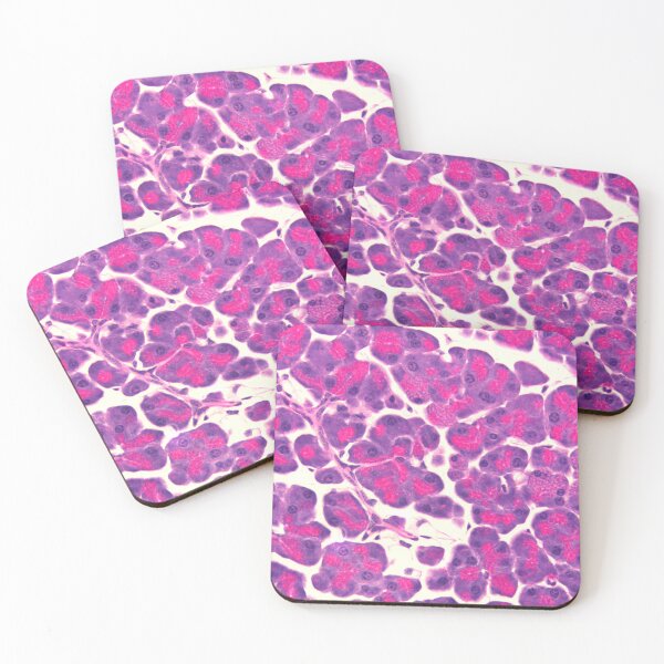 Item preview, Pancreas designed and sold by Love Histology.