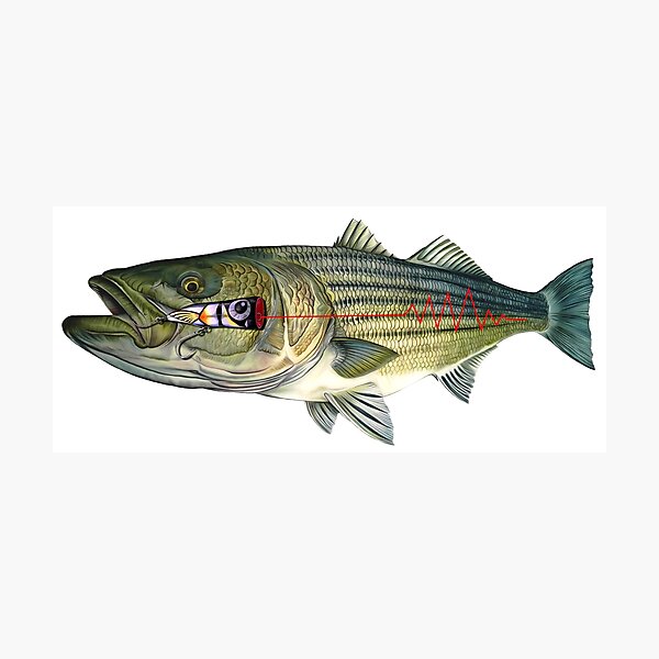 Striped Bass Fish Illustration Walter | Cap