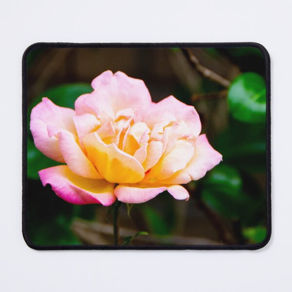 Item preview, Morning joy rose designed and sold by jchanders.