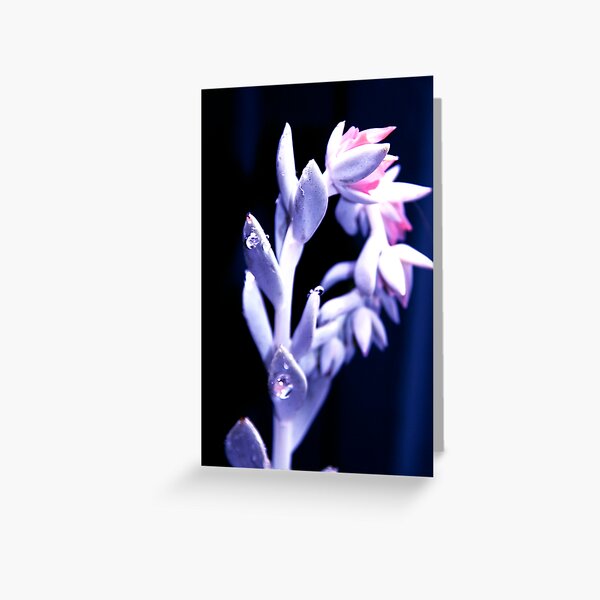After the rain Greeting Card