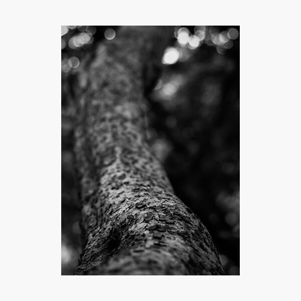 "Macro Textured Tree Trunk Black And White Landscape Photography" Photographic Print for Sale