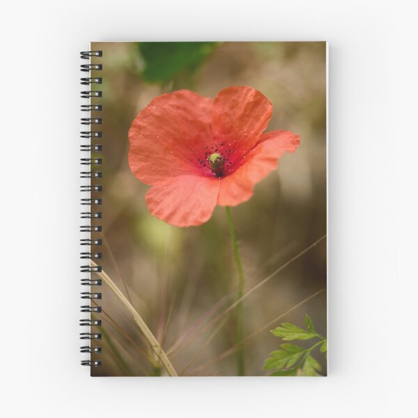 Item preview, The Red Poppy. Theologos. Thassos 2023 71 designed and sold by Jouko Lehto Photography.